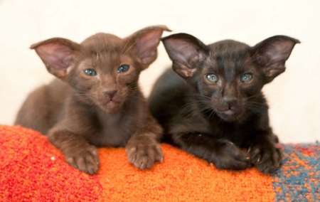 Oriental kittens