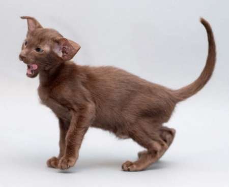 Oriental chocolate male kitten