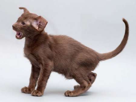 Oriental chocolate male kitten