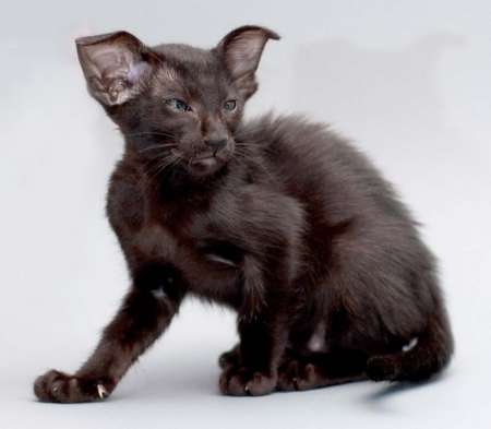 Oriental black female kitten