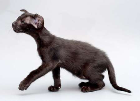 Oriental black female kitten