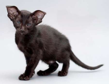 Oriental black female kitten