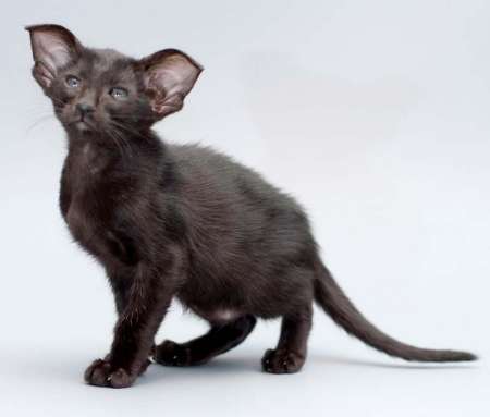 Oriental black female kitten