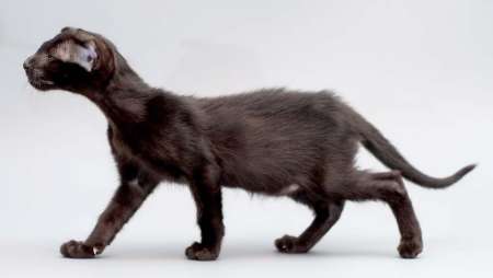 Oriental black female kitten