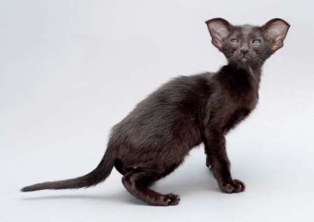 Oriental black female kitten