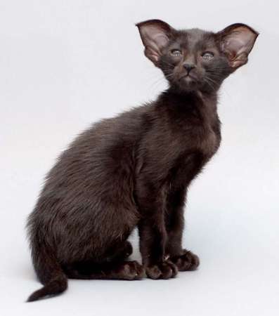 Oriental black female kitten