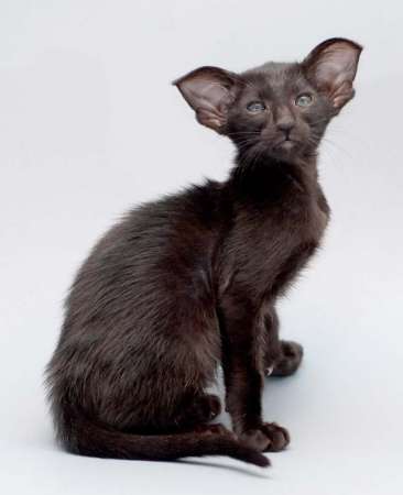 Oriental black female kitten