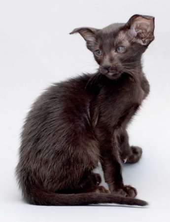 Oriental black female kitten