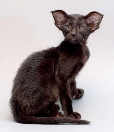 Oriental black female kitten