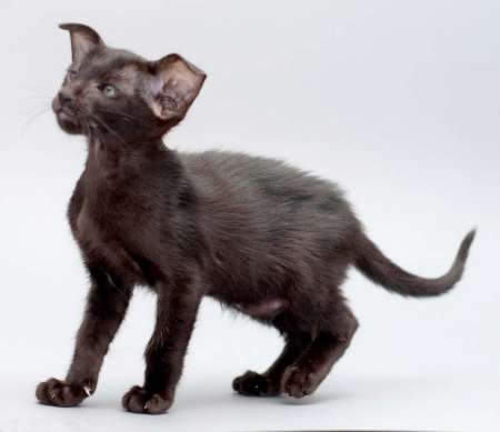 Oriental black female kitten