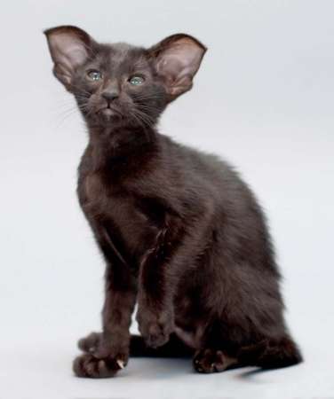 Oriental black female kitten