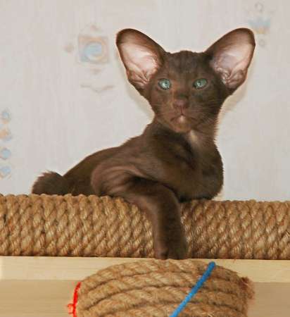 Oriental chocolate male kitten