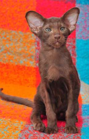 Oriental chocolate male kitten