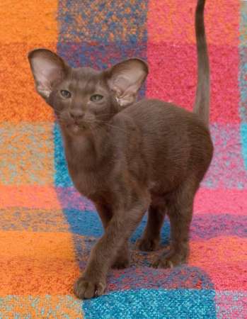 Oriental chocolate male kitten