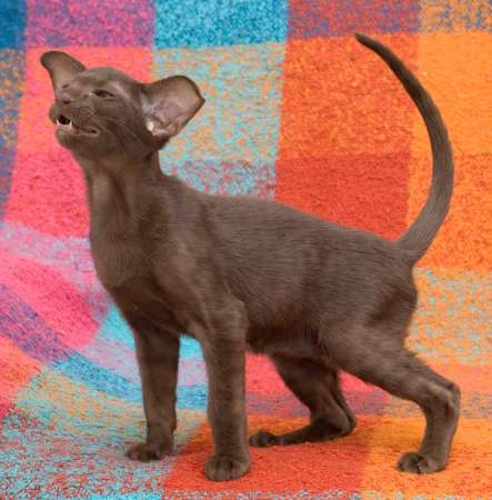 Oriental chocolate male kitten