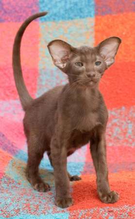 Oriental chocolate male kitten