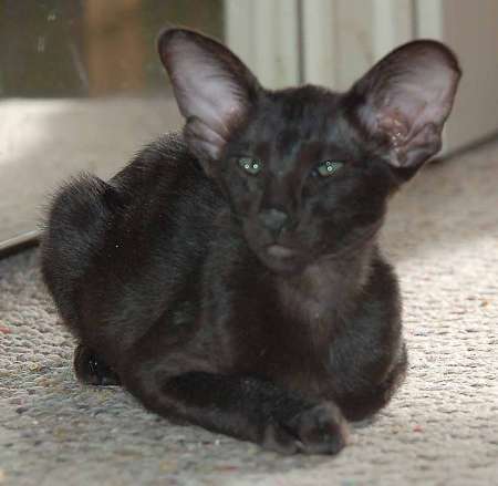 Oriental black female kitten