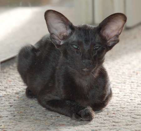 Oriental black female kitten