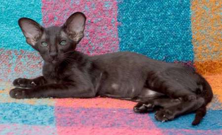 Oriental black female kitten