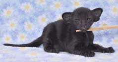 Litter 31.12.2008, Balivia Sweety Catori, black oriental kitten, 3 weeks, more photos