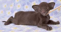 Litter 31.12.2008, Aron Sam Catori, chocolate oriental kitten, 3 weeks, more photos