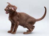 Помет 30.12.2008, Aron Sam Catori, ориентальный котенок шоколадного окраса, 2 месяца