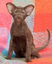 Помет 30.12.2008, Aron Sam Catori, ориентальный котенок шоколадного окраса, 3 месяца, еще фото