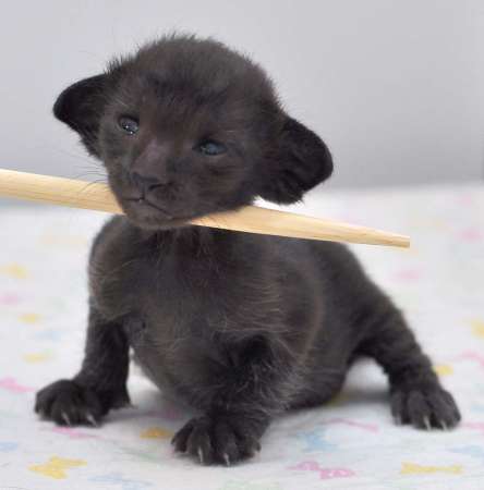 Oriental black female kitten