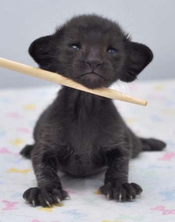 Oriental black female kitten