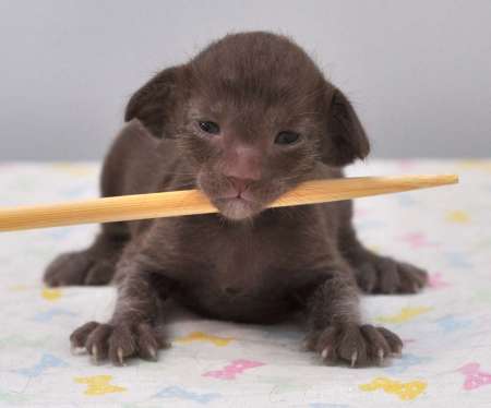 Oriental chocolate male kitten