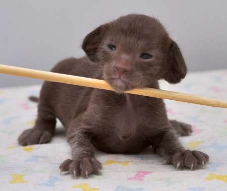 Oriental chocolate male kitten