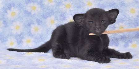 Oriental black female kitten