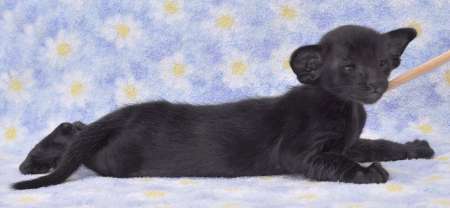 Oriental black female kitten