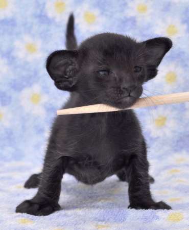 Oriental black female kitten