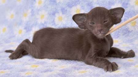 Oriental chocolate male kitten