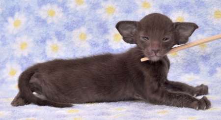 Oriental chocolate male kitten