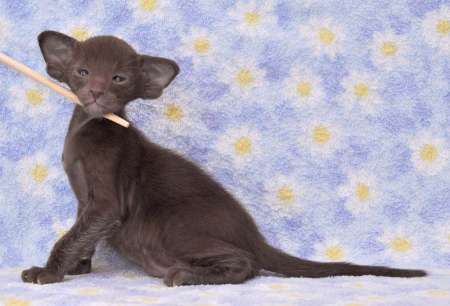 Oriental chocolate male kitten