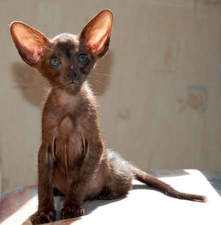 Oriental black male kitten