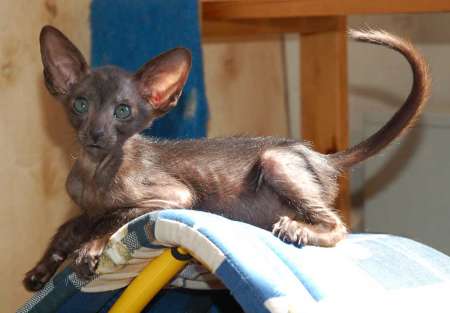 Oriental black male kitten