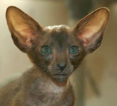 Oriental black male kitten