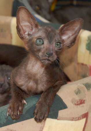 Oriental black male kitten