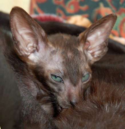 Oriental black male kitten