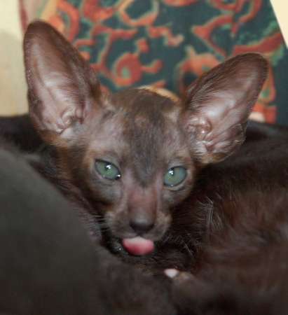 Oriental black male kitten