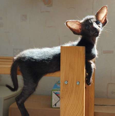 Oriental black female kitten