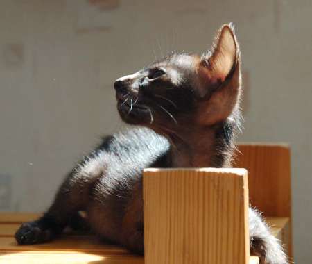 Oriental black female kitten