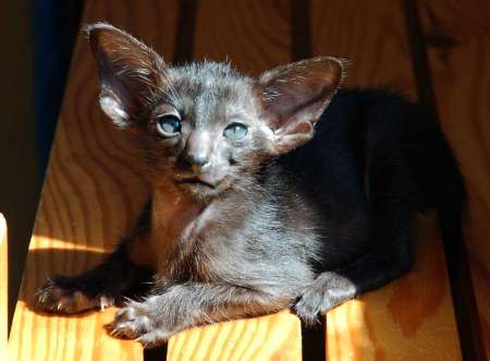 Oriental black female kitten