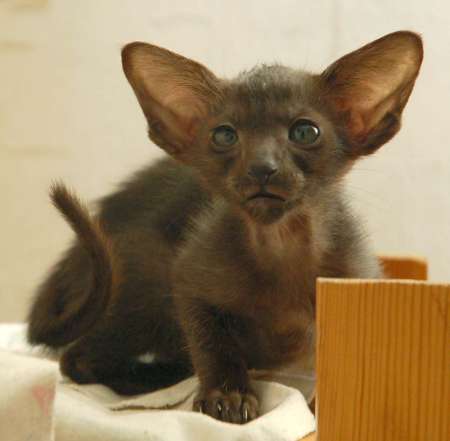 Oriental black female kitten