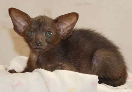 Oriental black female kitten