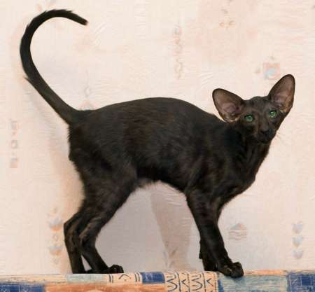 Oriental black male kitten