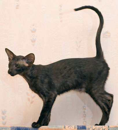 Oriental black male kitten